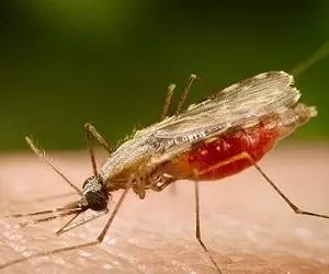 تاریخچه روز جهانی مالاریا + آمار تلخ آن