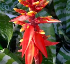 روش مراقبت و رشد گل ایکمیا چانتینی ، گیاه آپارتمانی زیبا
