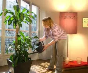 روش های زیرکانه آبیاری گیاهان آپارتمانی در هنگام سفر
