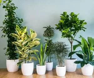 مشکلات رایج گیاهان آپارتمانی + راه حل فوری هر کدام