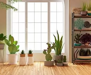 7 گیاه آپارتمانی تصفیه کننده هوا را بشناسید