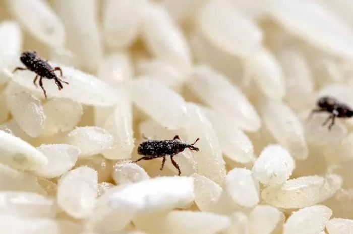حشرات در برنج
