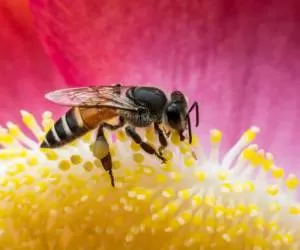 جذاب ترین بخش زندگی زنبورهای عسل ؛ از ملکه تا ساخت کندوها