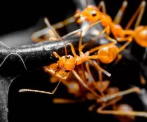 11 روش خانگی و طب سنتی برای فراری دادن مورچه ها