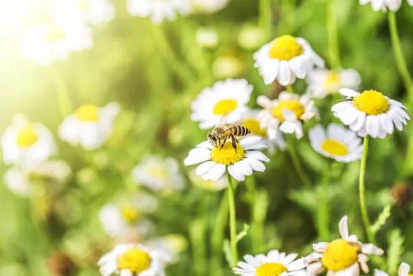 وظایف زنبورهای عسل
