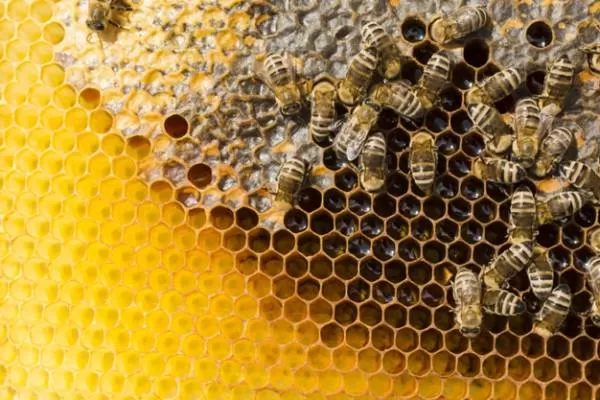 کندو زنبورهای عسل