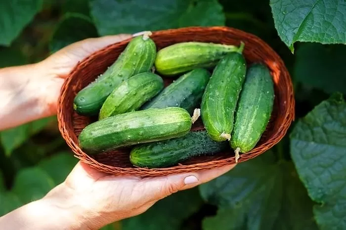 طرز نگهداری خیار 