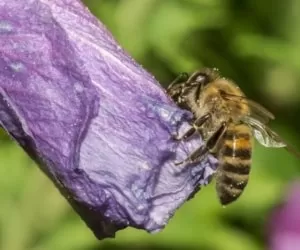 بعد از نیش زدن زنبور چه کنیم ؟ + 29 درمان خانگی و گیاهی سریع