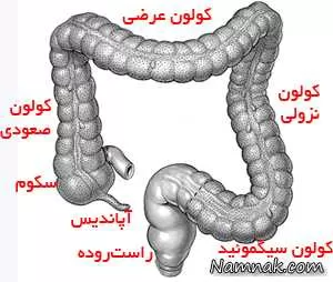 کولون بزرگ