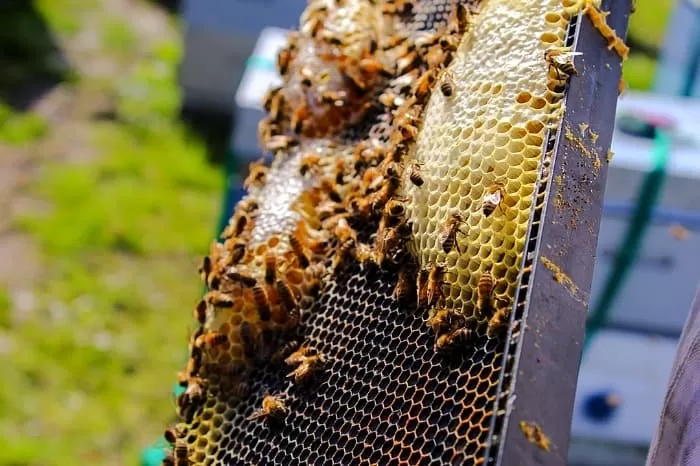 نحوه تولید عسل
