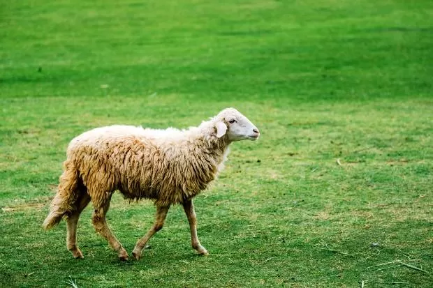 گوسفند عید قربان