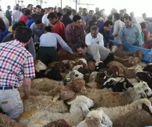 قیمت هر کیلو دام زنده ( گوسفنده و گوساله ) برای عید قربان امسال