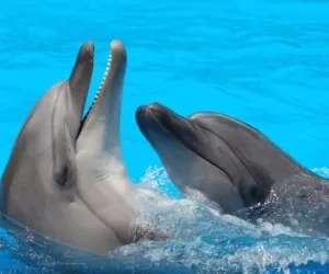 دانستنی هایی جالب درباره دلفین ها + عکس