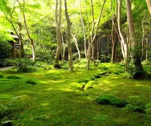 جنگل شگفت انگیز و بسیار دیدنی خزه ای در ژاپن