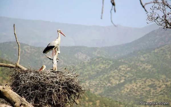 قمچیان کجاست