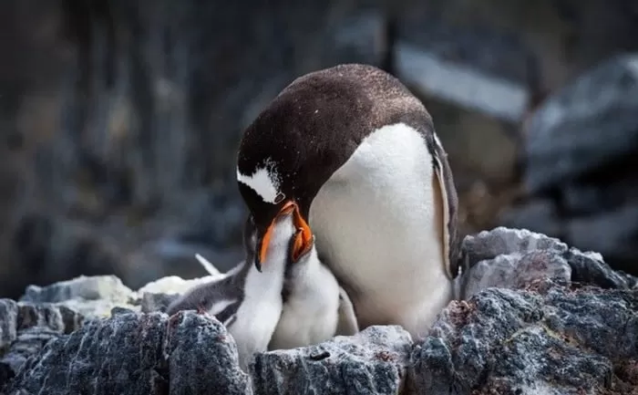 انواع مختلف پنگوئن ها