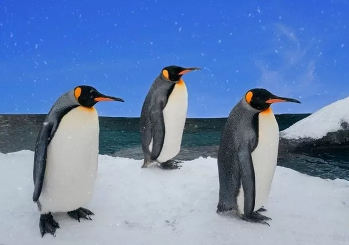 پنگوئن های جنتو