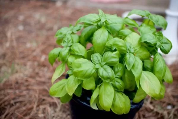 ریحان برای ورم لوزه