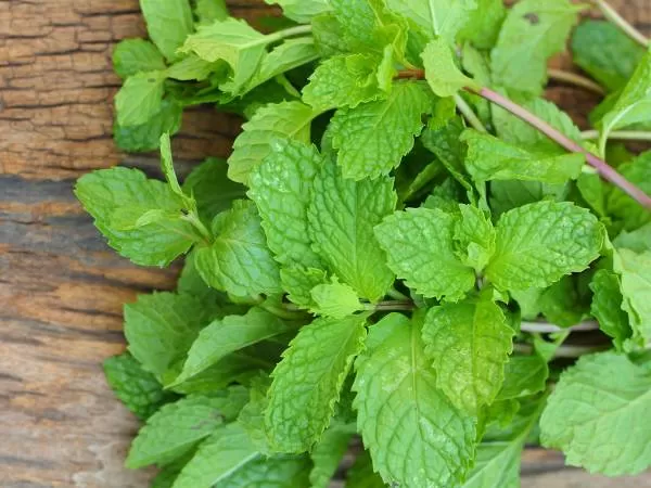 نعنا برای درد لوزه