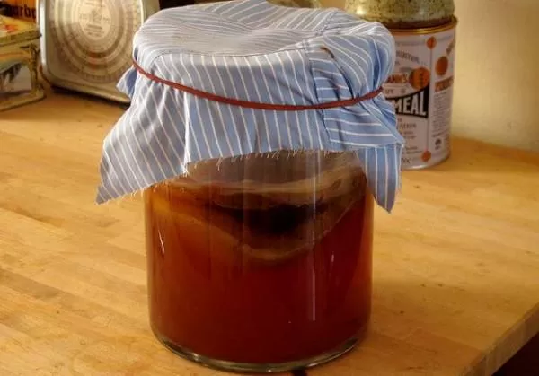 kombucha