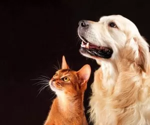 قدرت حافظه سگ بهتر است یا گربه ؟
