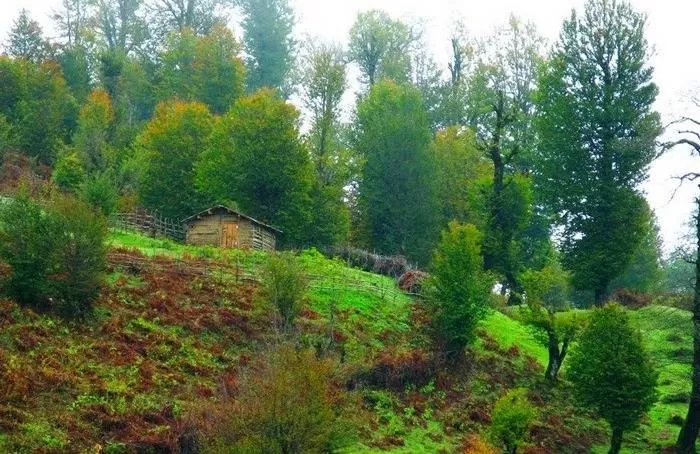 سیاه مزگی