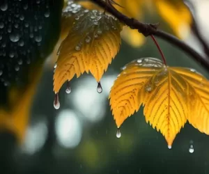 باران پاییزی فوایدی دارد که عاشقش می شوید