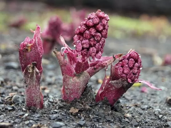 گیاه Butterbur