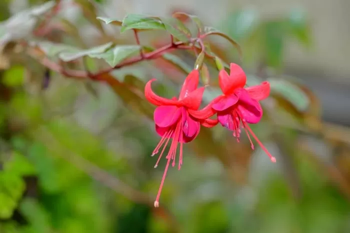 گیاه گوشواره ای