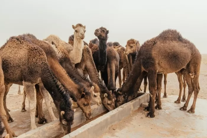 استرالیا و ملبورن 