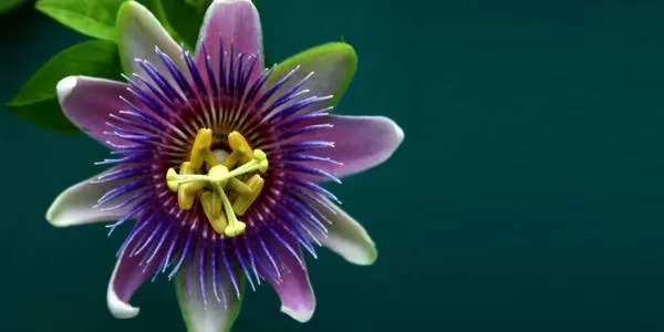 گل ساعتی Passiflora alata