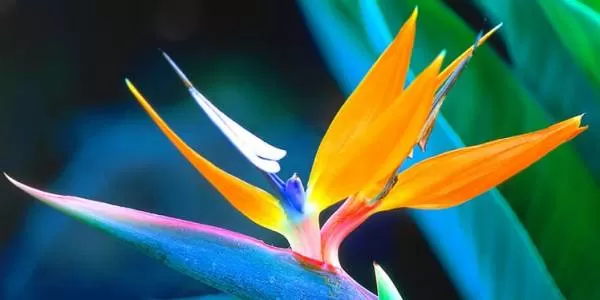گل پرنده بهشتی Strelitzia reginae
