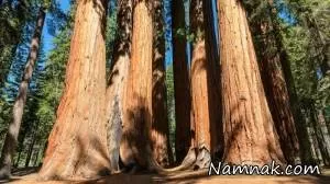 درخت سکویا بزرگ ترین موجودات زنده جهان + عکس