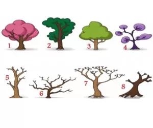 شخصیت شناسی؛ کدوم درخت رو انتخاب میکنی؟