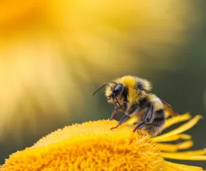 تاریخ روز جهانی زنبور + جملات تبریک انگلیسی و فارسی