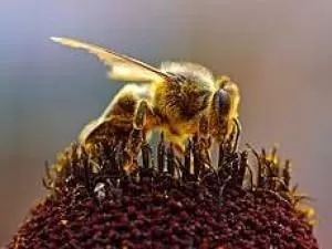 بزرگترین زنبور جهان کشف شد! + عکس