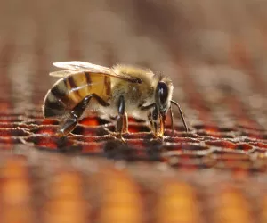فواید زنبور عسل برای همه ؛ از گیاهان تا انسان ها