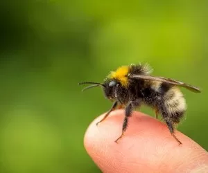 راسته که هر زنبور فقط میتونه یک نفرو نیش بزنه؟