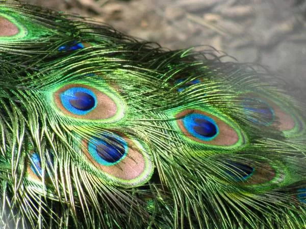 پرهای طاووس