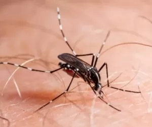 موثرترین درمان در برابر بیماری مالاریا