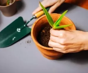 ریشه زایی و آفت زدایی گیاه با دارچین + روش