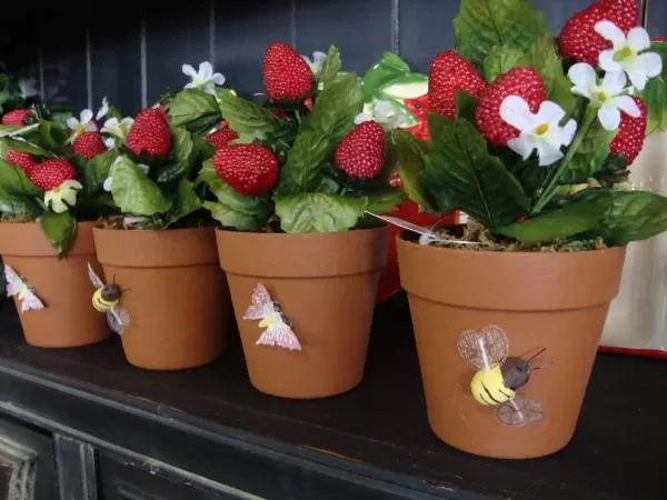 growing strawberries 