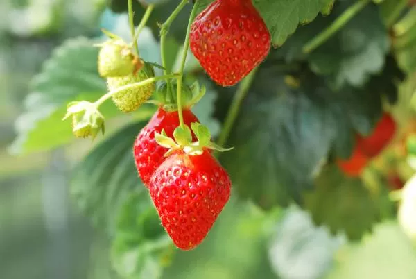 day neutral strawberries