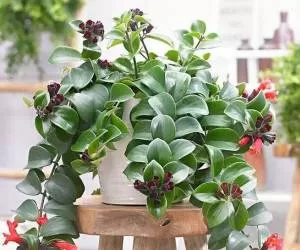 راهنمای کامل مراقبت و پرورش گل اسکینانتوس (گیاه رژ لب)