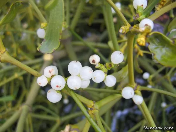 گیاهان دارویی ضد سرطان مثانه