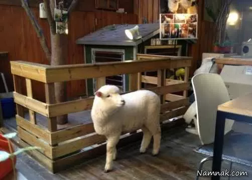 گوسفند داخل کافی شاپ