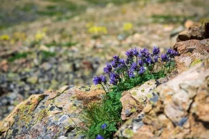 بادرنجبویه برای بارداری