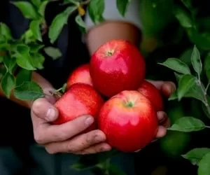“خواص سیب”؛ 36 خاصیتی که سلامتی شما را بیمه می کند