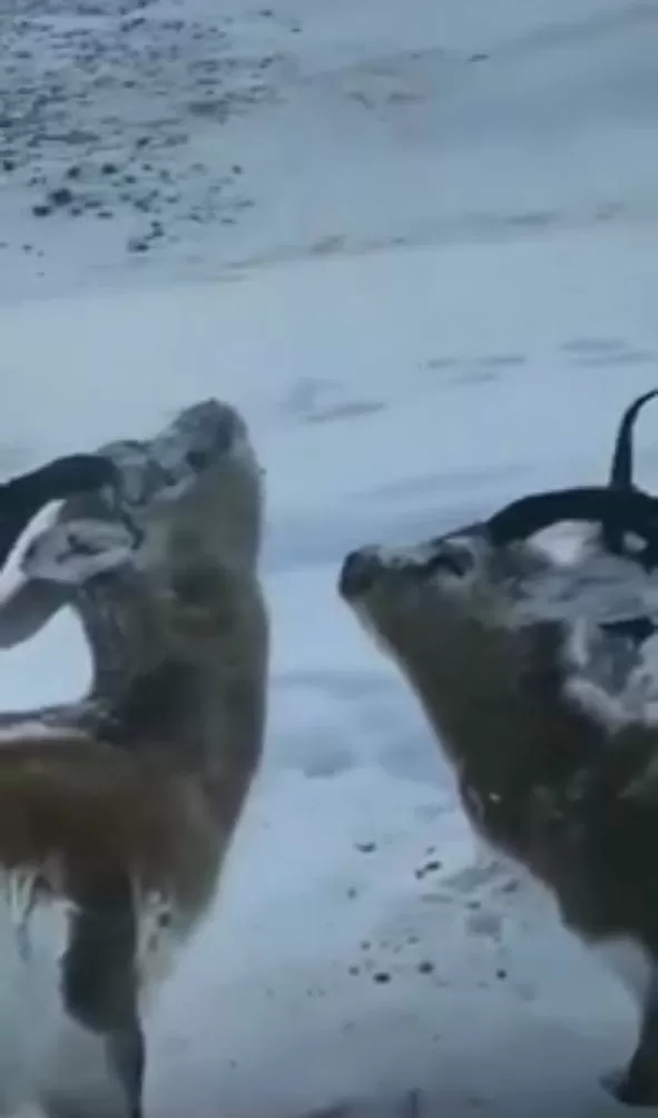 یخ زدن حیوانات