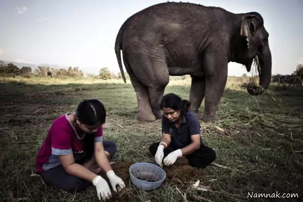 گران ترین قهوه دنیا در مدفوع فیل
